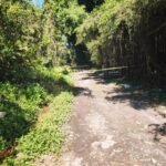 Mistério em São Paulo: Dois Corpos Encontrados em Área de Mata